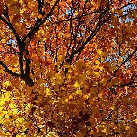 デ ビルデベルフ ホテル オーステルベーク